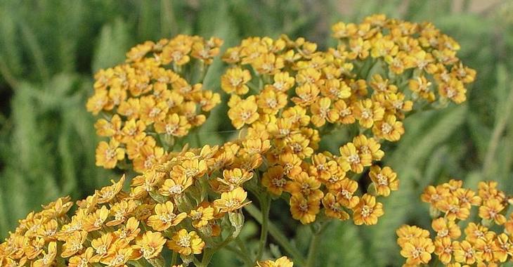 Achillea 'Terracotta'